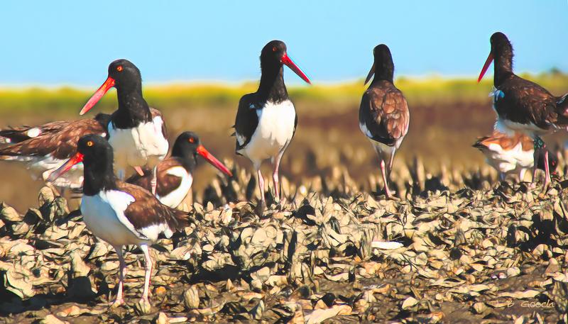OysterCatchers8x14